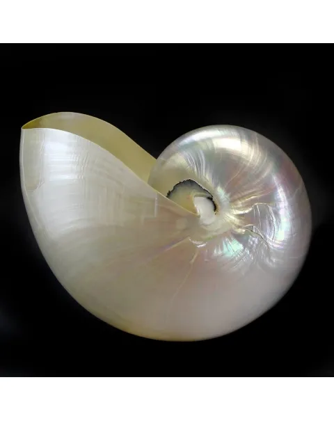 Nautilus Pompilius Madreperla