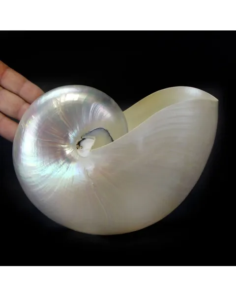 Nautilus Pompilius Madreperla