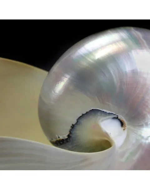 Nautilus Pompilius Madreperla