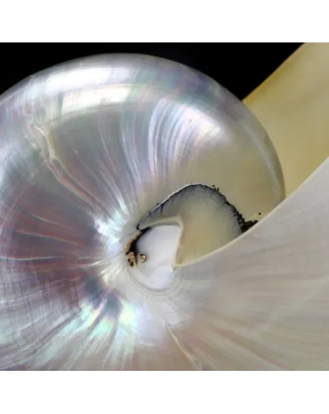 Nautilus Pompilius Madreperla