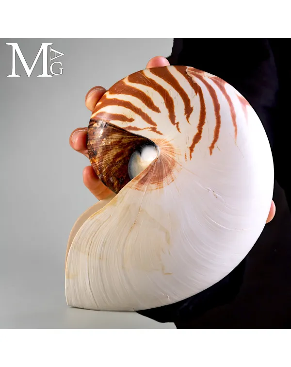 Nautilus Pompilius – Papua Nuova Guinea – 197 ...