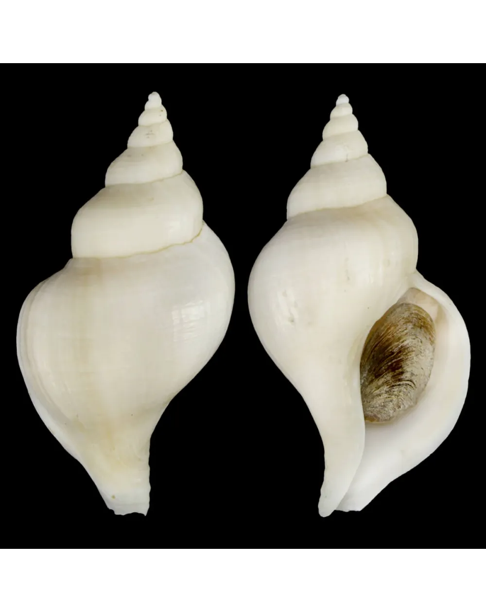 Neptunea Fukueae