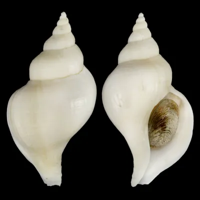 Neptunea Fukueae