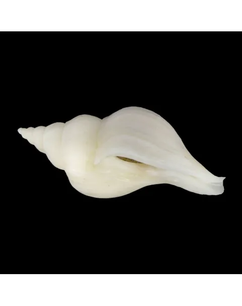 Neptunea Fukueae