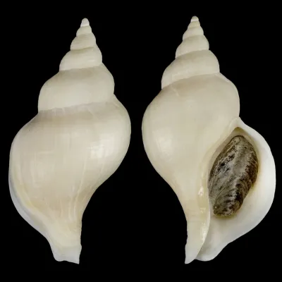 Neptunea Fukueae