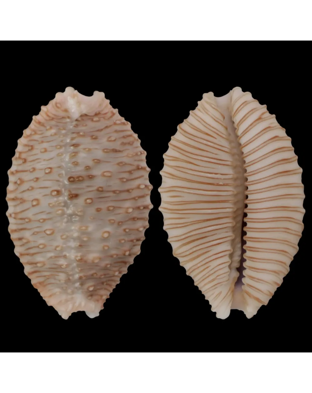 Nucleolaria Granulata 