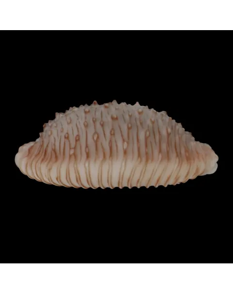 Nucleolaria Granulata 