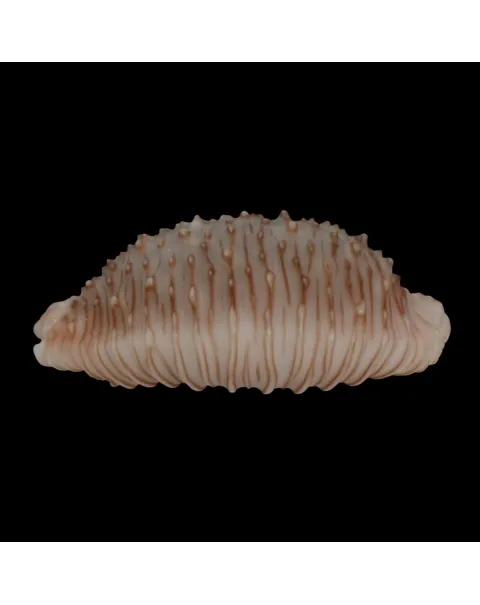 Nucleolaria Granulata 