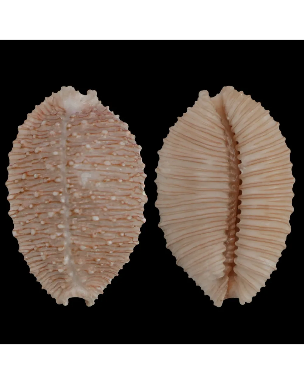Nucleolaria Granulata 