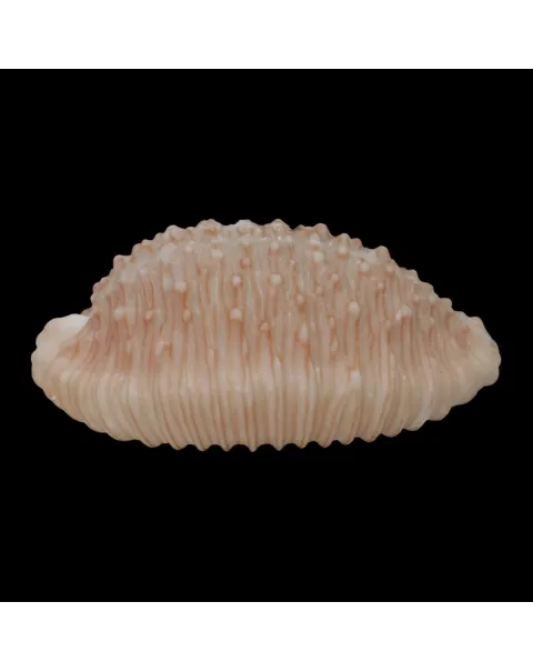Nucleolaria Granulata 