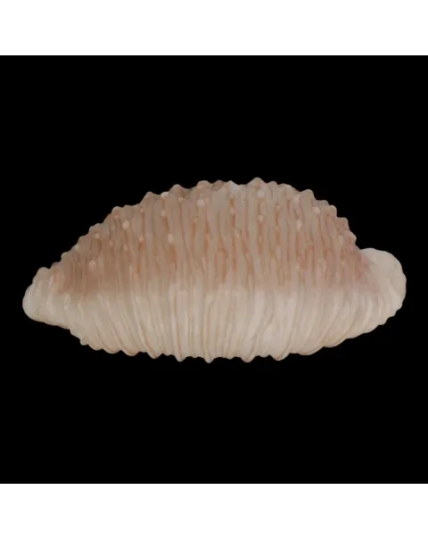 Nucleolaria Granulata 