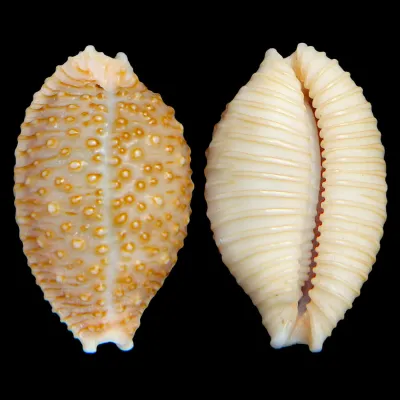 Nucleolaria Nucleus