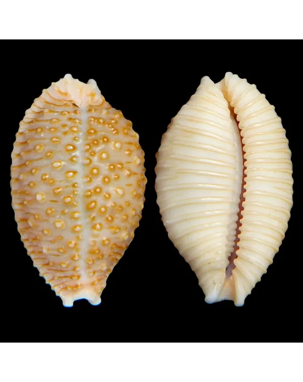 Nucleolaria Nucleus
