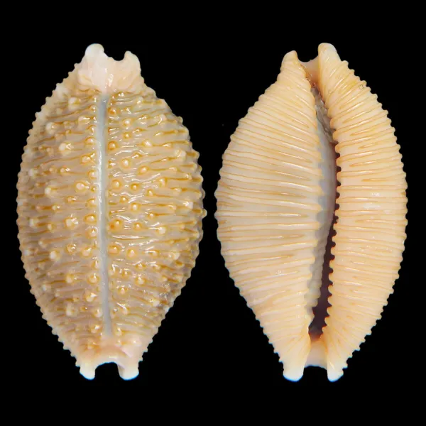 Nucleolaria Nucleus