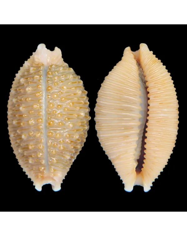 Nucleolaria Nucleus