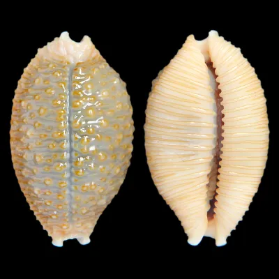 Nucleolaria Nucleus