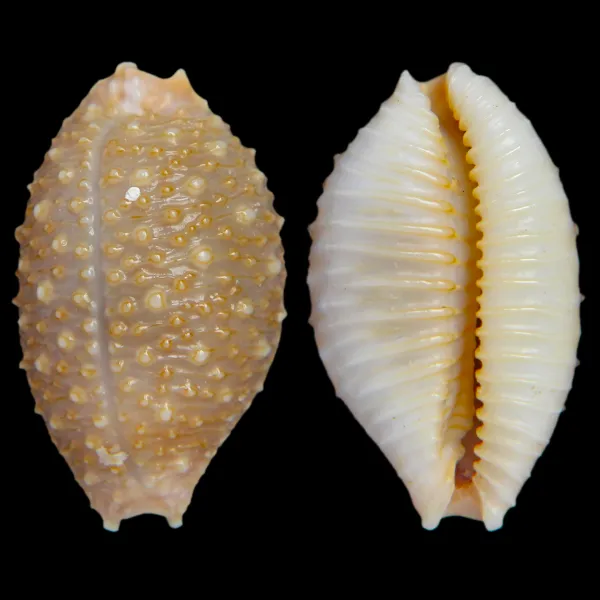 Nucleolaria Nucleus
