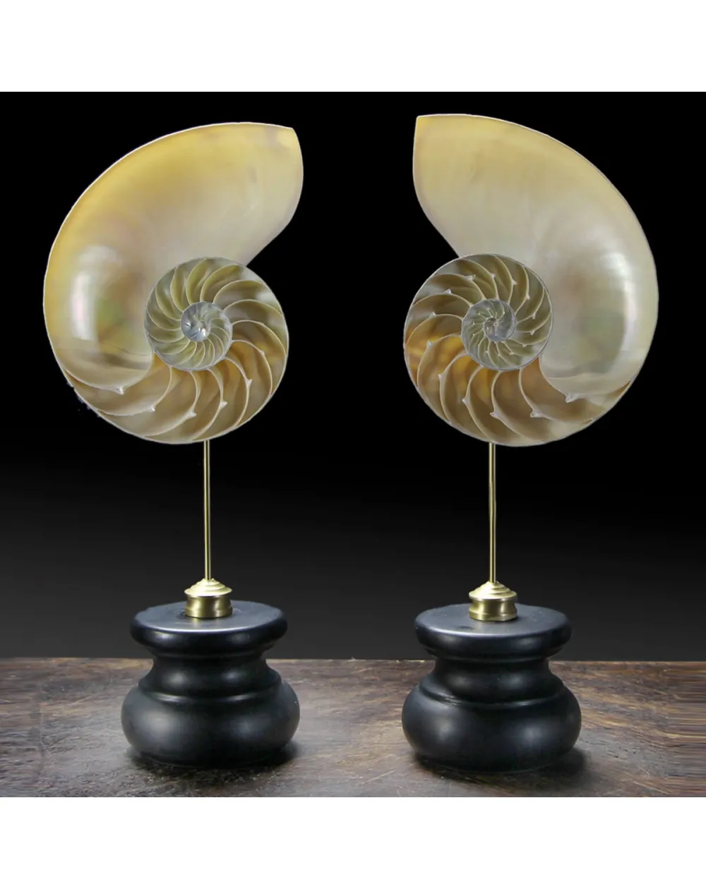 Nautilus Pompilius su Piedistallo