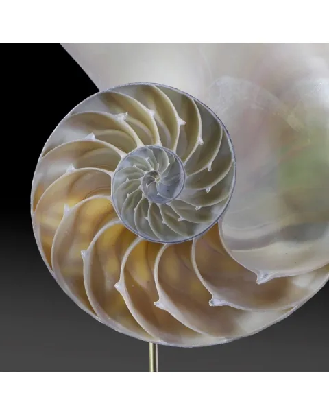 Nautilus Pompilius su Piedistallo