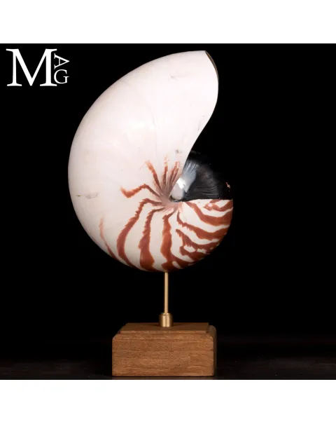Nautilus Pompilius – Scultura da Wunderkammer