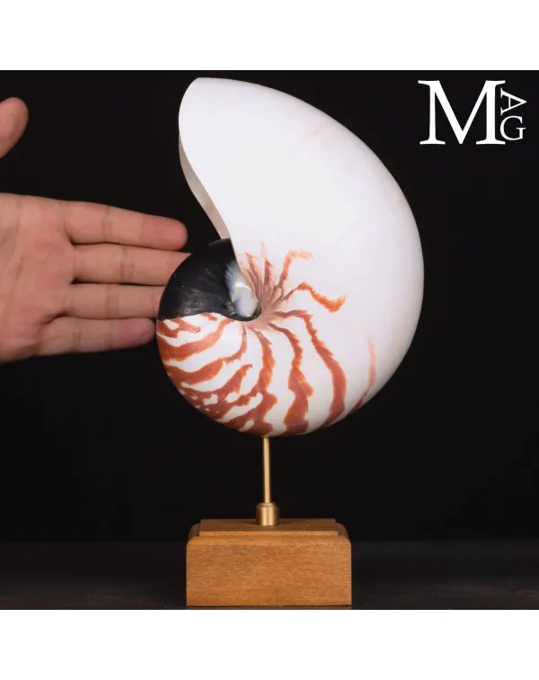 Nautilus Pompilius – Scultura da Wunderkammer