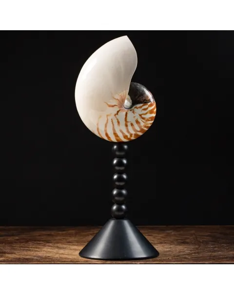 Nautilus Pompilius su Piedistallo