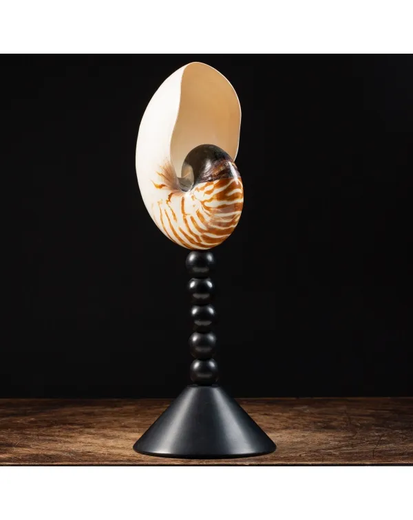 Nautilus Pompilius su Piedistallo