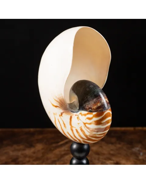 Nautilus Pompilius su Piedistallo