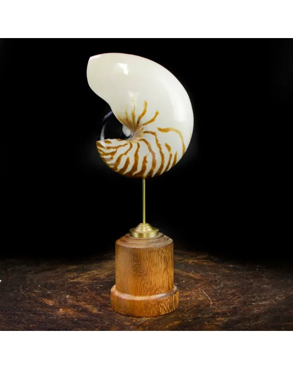 Nautilus Pompilius su Piedistallo