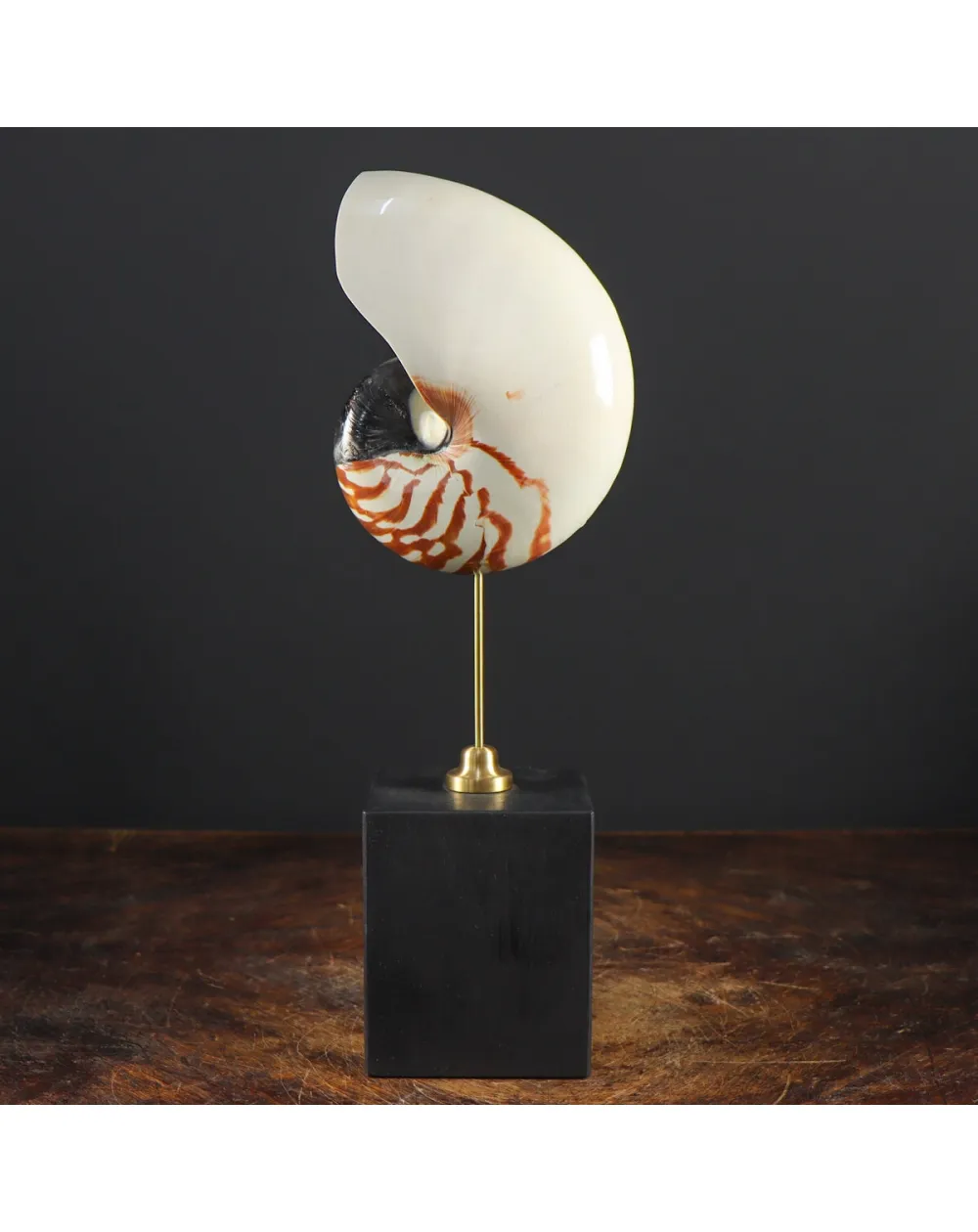 Nautilus Pompilius su Piedistallo