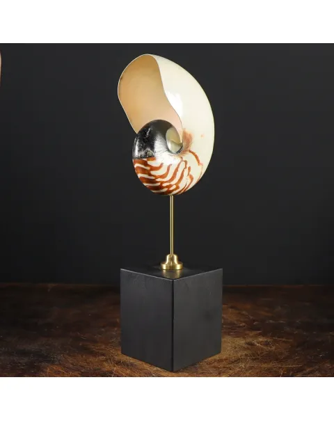 Nautilus Pompilius su Piedistallo