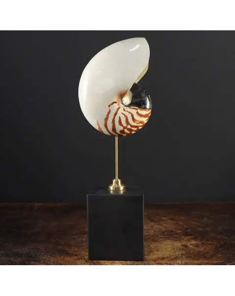 Nautilus Pompilius su Piedistallo