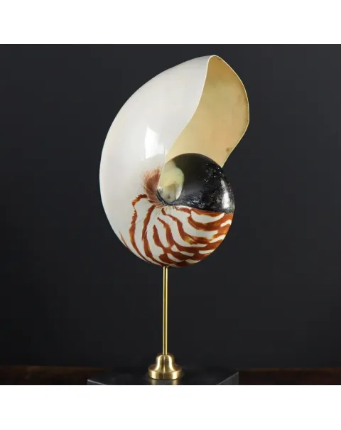 Nautilus Pompilius su Piedistallo