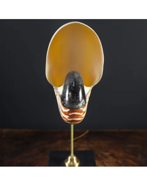 Nautilus Pompilius su Piedistallo