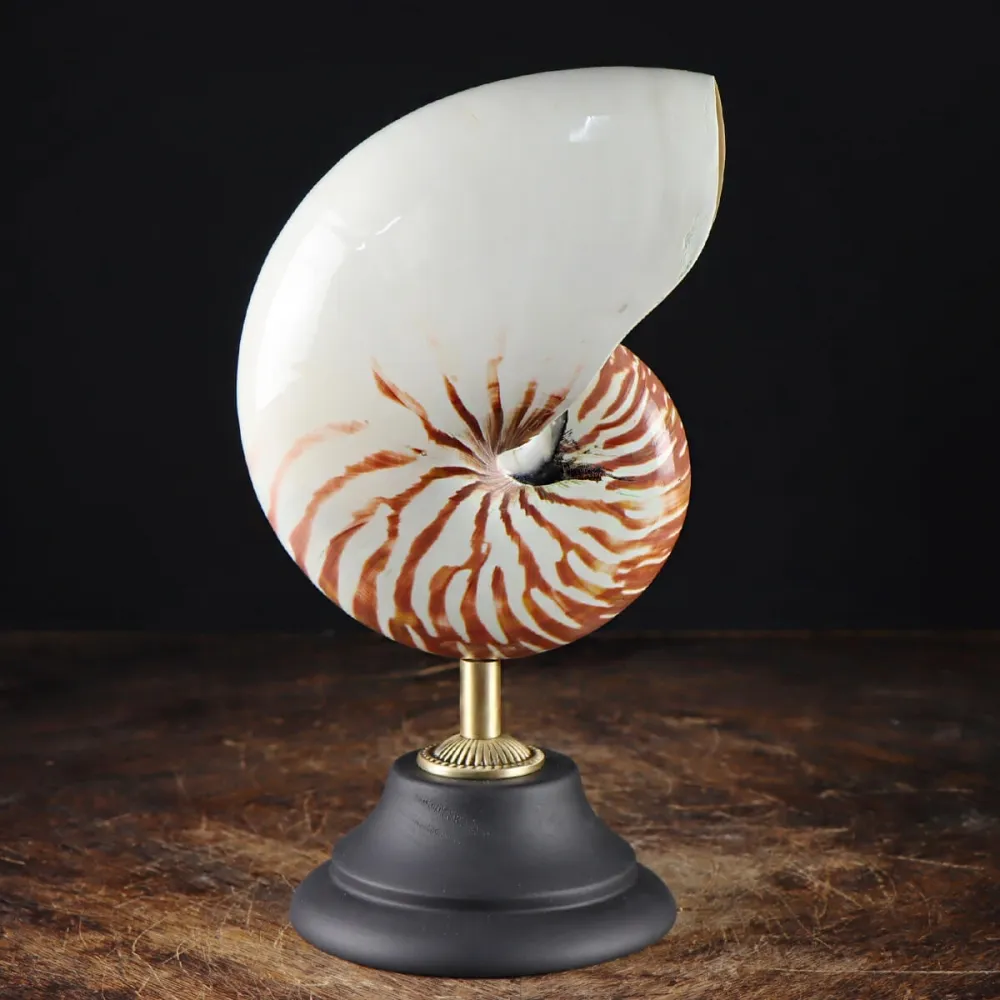 Nautilus Pompilius su Piedistallo