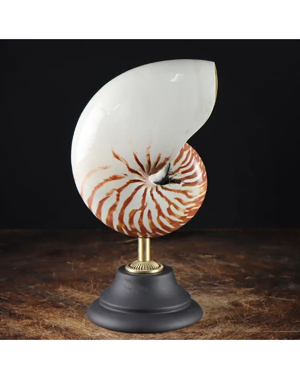 Nautilus Pompilius su Piedistallo