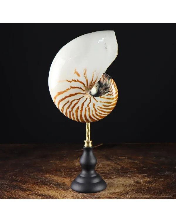 Nautilus Pompilius su Piedistallo