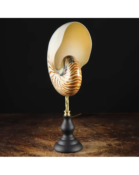Nautilus Pompilius su Piedistallo