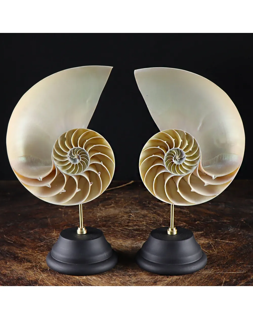 Nautilus Pompilius su Piedistallo
