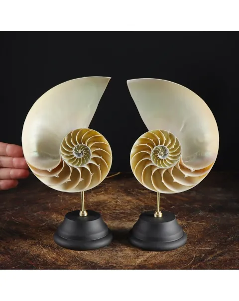 Nautilus Pompilius su Piedistallo