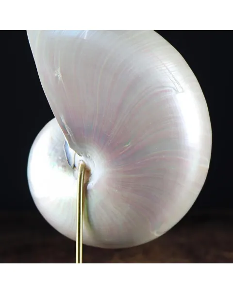 Nautilus Pompilius su Piedistallo