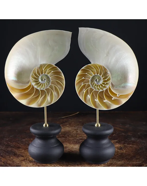 Nautilus Pompilius su Piedistallo