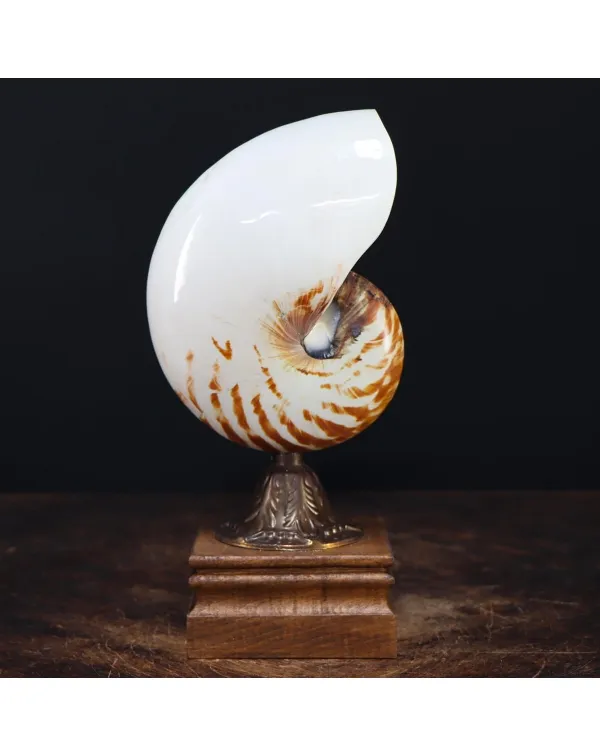 Nautilus Pompilius su Piedistallo
