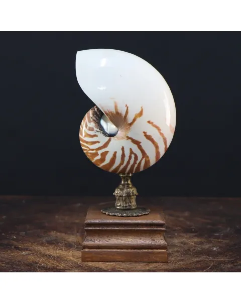 Nautilus Pompilius su Piedistallo