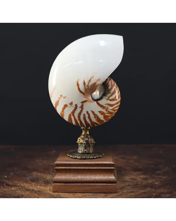 Nautilus Pompilius su Piedistallo