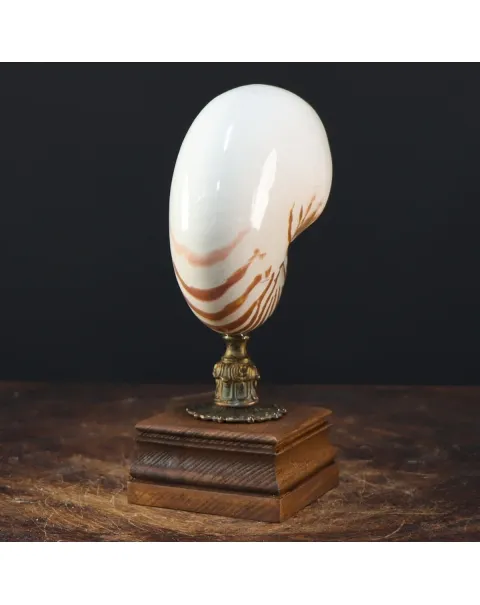 Nautilus Pompilius su Piedistallo