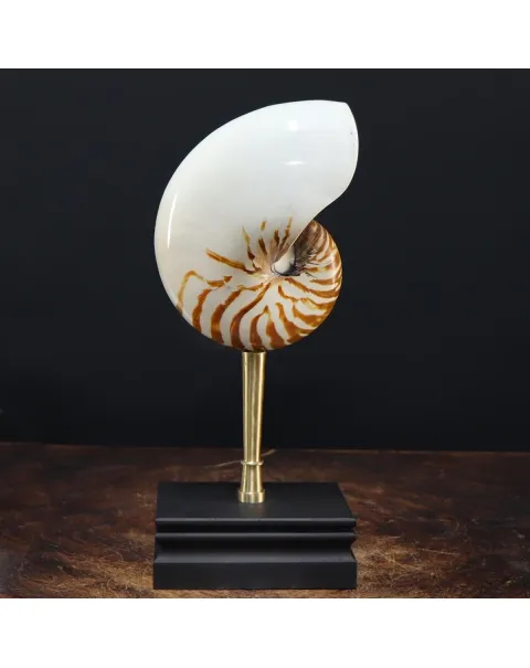 Nautilus Pompilius su Piedistallo