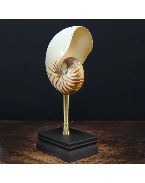 Nautilus Pompilius su Piedistallo
