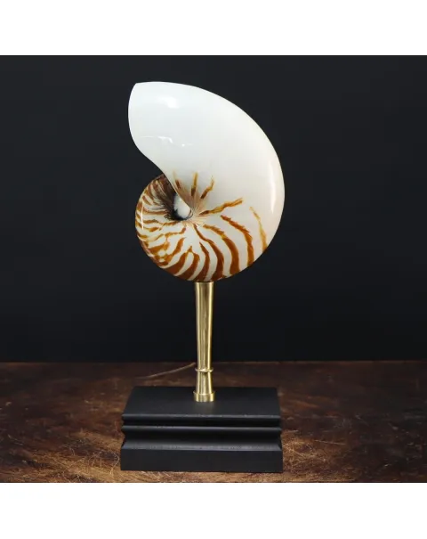 Nautilus Pompilius su Piedistallo