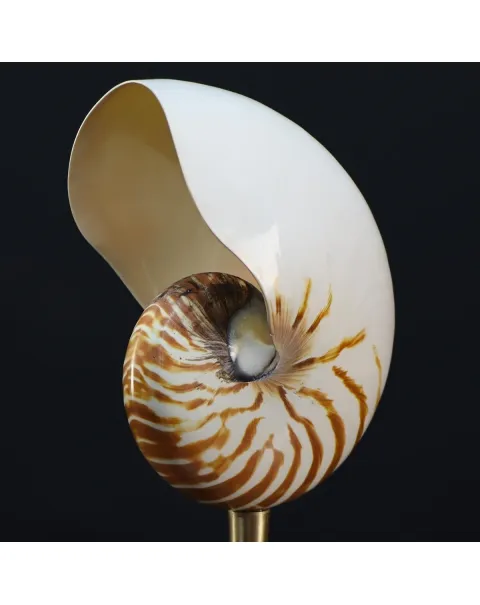 Nautilus Pompilius su Piedistallo